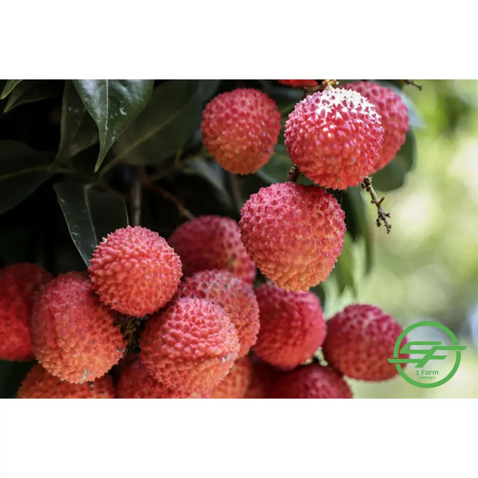 Fresh lychee exported from Vietnam