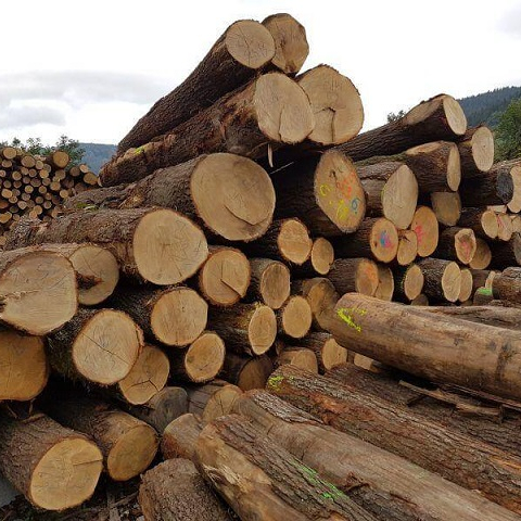 Roundwood Tree Logs Good Price For Export Best Selling Customize Hot Supplier Manufacturer Low MOQ Quality
