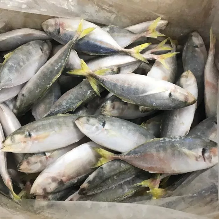 Frozen Yellow Tail Scad From Viet Nam With High Quality