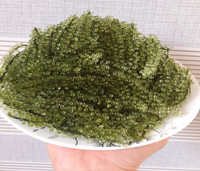 Sea Grape Vietnam / Seaweed Sea Grape / Dehydrate Seaweed