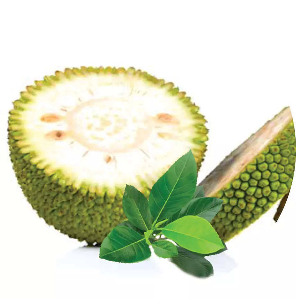 Wholesale Fresh Young Jackfruit Green Jackfruit Unripe Jackfruits High Quality From Viet Nam Reasonable Price