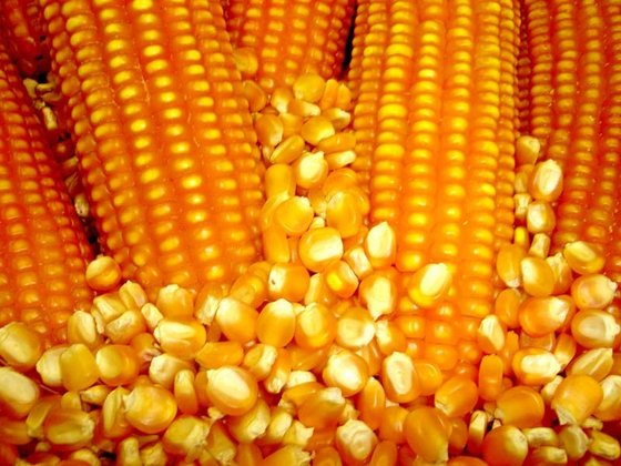 Supply Animal Feed Yellow Corn From Viet Nam / Quality Yellow Corn