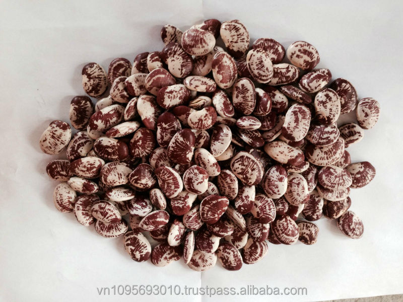 Vietnam original Phaseolus Lunatus Beans