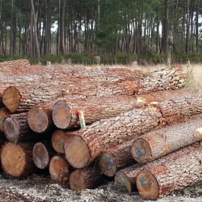 Raw Wood Logs Pine Wood Sawn Timber/Acacia Vietnam Supplier For Dubai Market