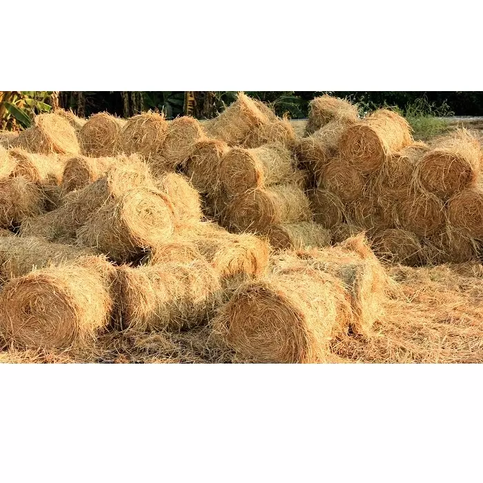 Wholesale Price Agriculture Natural Curled up Light yellow Plants Rice stalks Straw Roll from Viet Nam