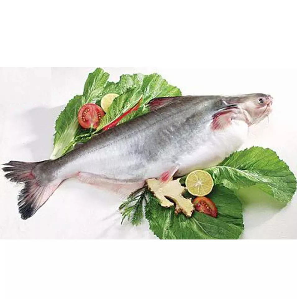 HOT SALE !!!! IQF Frozen WHOLE ROUND PANGASIUS FILLET fish seafood pangasius fillet Factory price from Viet Nam