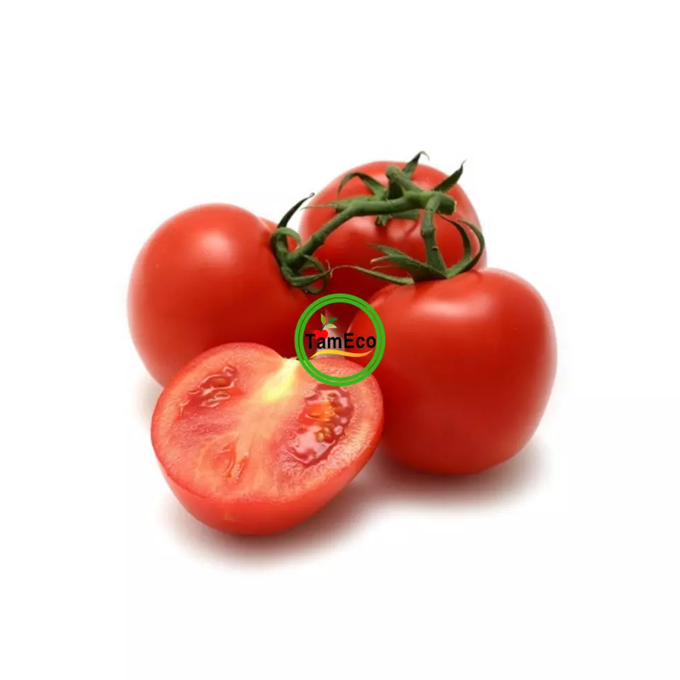 Agriculture Fresh And Red Vegetable Round Oval Shape High Quality Roma Organic Tomatoes from TamEco