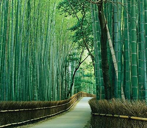 Giant bamboo tree, standard, high-quality, high-yield seedlings