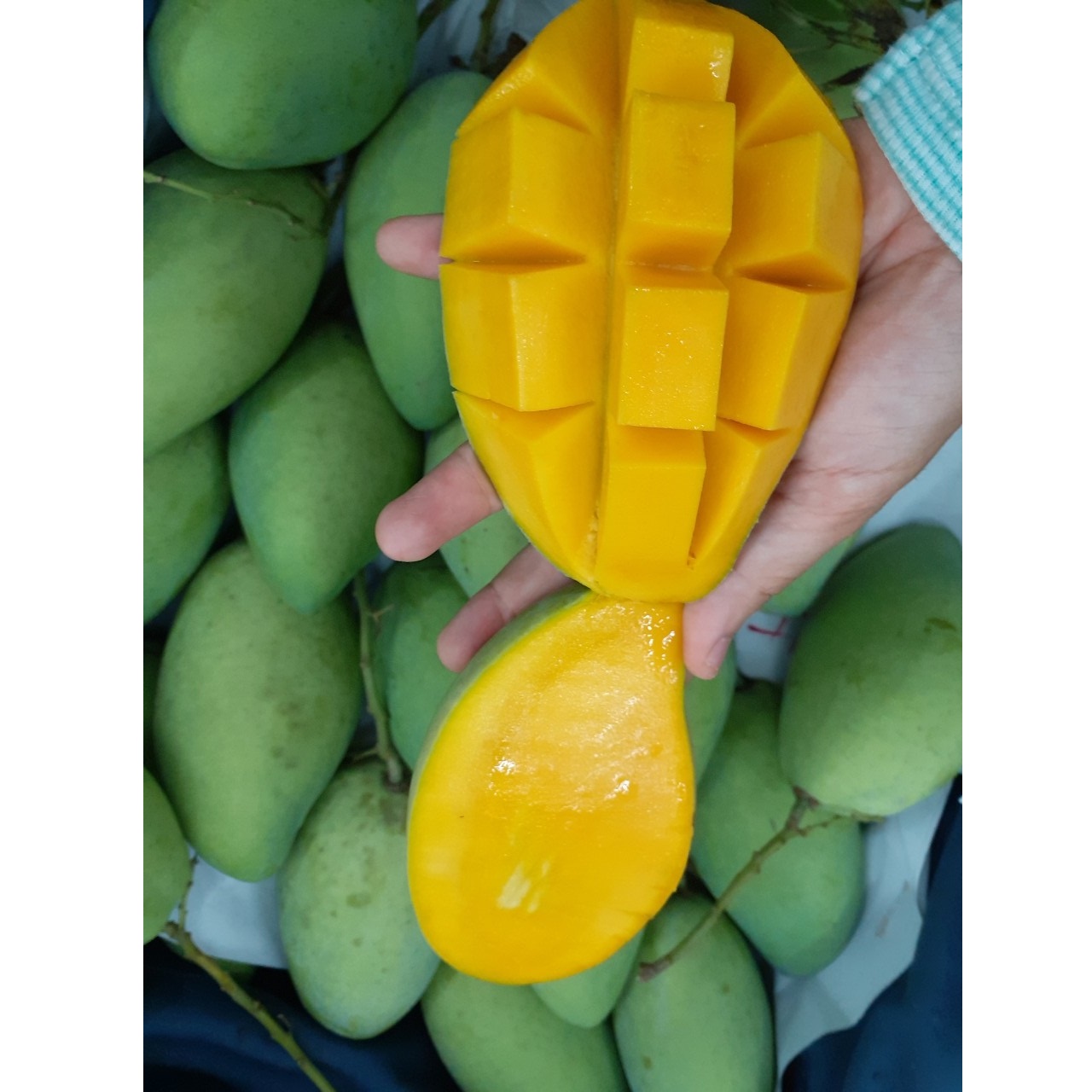 High Quality Healthy Tropical Ripe Maturity Yellow Cat Chu Mango With Natural Smell And Mild Sweet Taste Exported from Vietnam