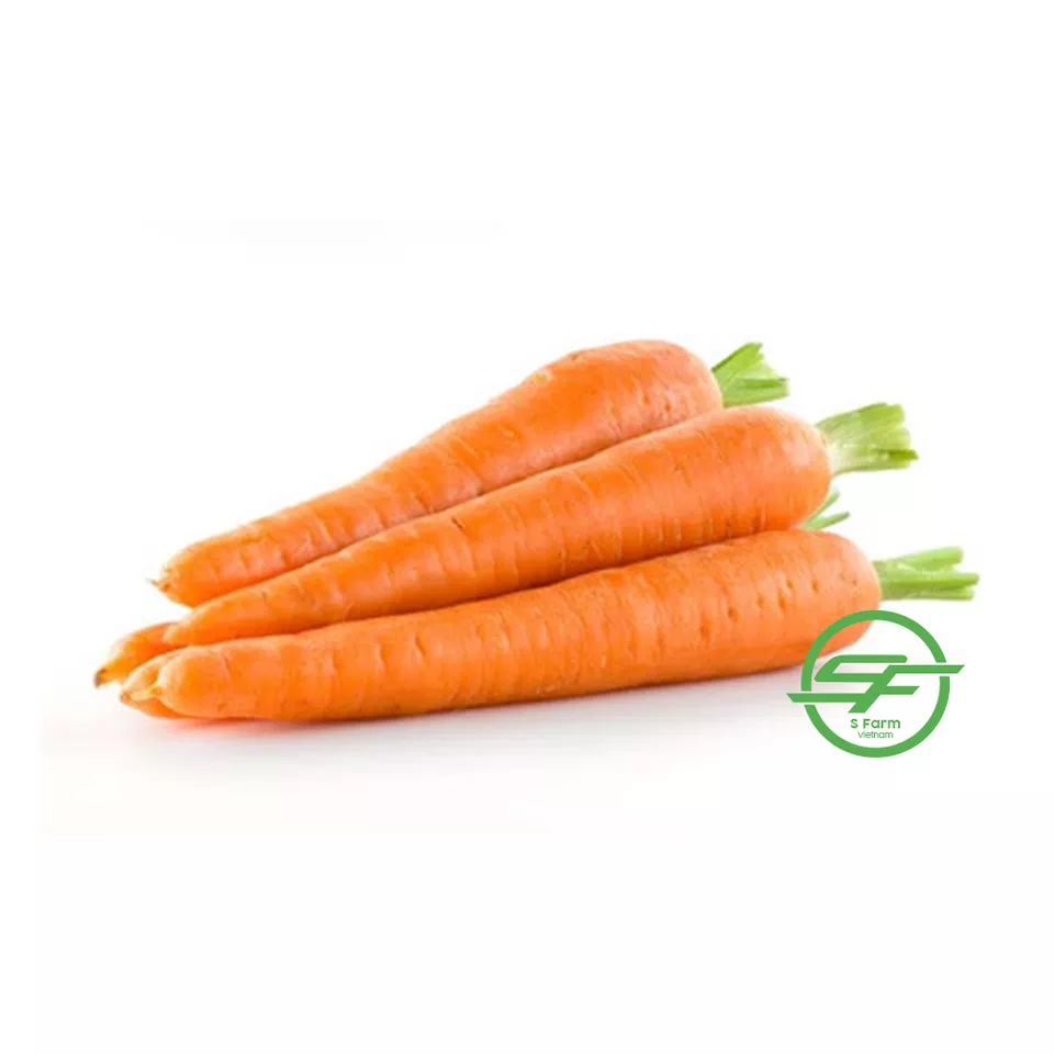 New crop Vietnam fresh vegetables carrot with cheap price
