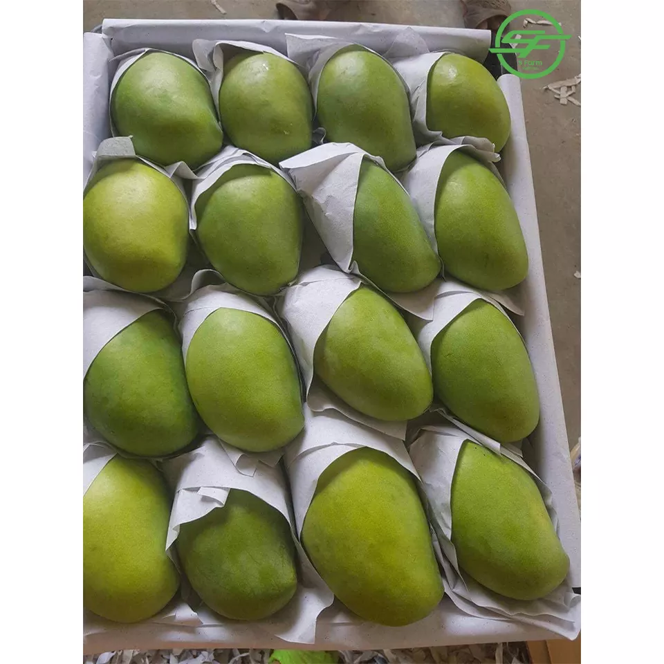 100% Eco Friendly Wholesale Natural Mango (Whatsapp/zalo/wechat: +84 912 964 858)