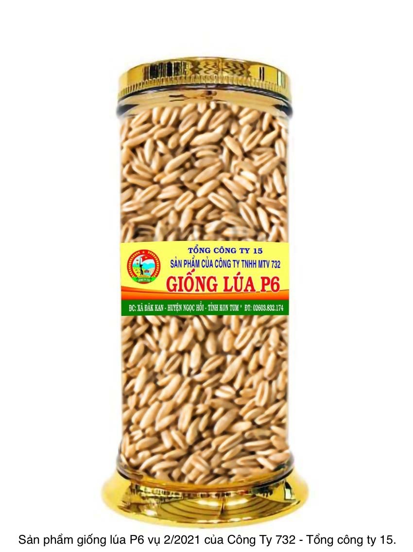 Rice variety P6
