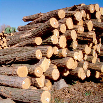 Round Wood Tree Logs Cheap Price Hot Selling Customize Hot Supplier Manufacturer Low MOQ Quality OEM ODM