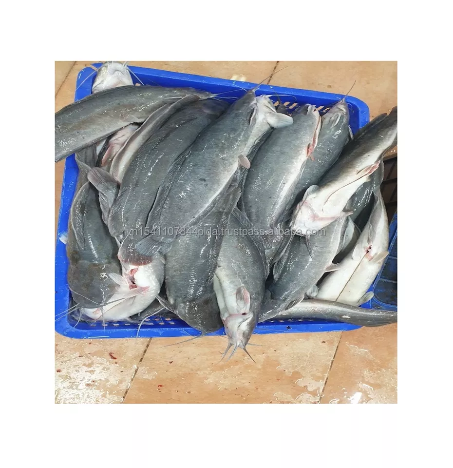 Good Sale Export Whole Round 1- 2kg Land Frozen Catfish