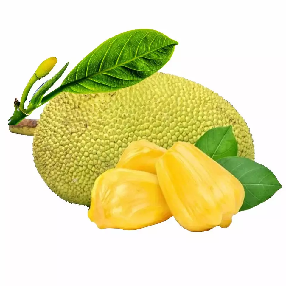 Vietnam Wholesale Promotion Fresh Jackfruit Meat Fresh Fruit Organic Sweet With Attractive Price Export
