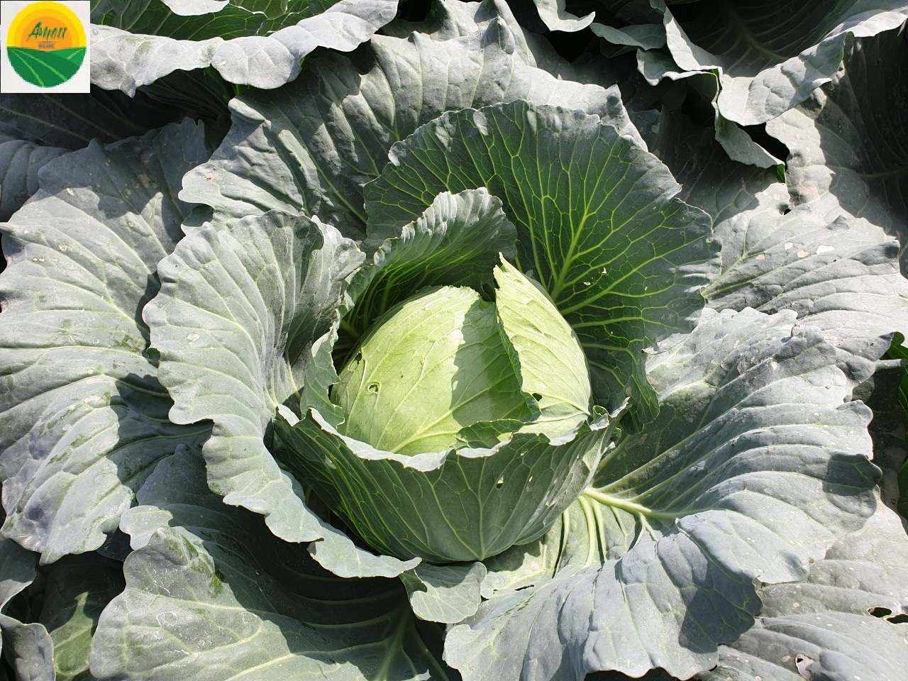 Vietnam 100% fresh Round Cabbage