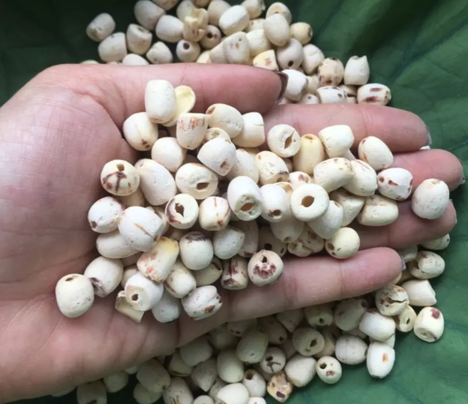 Top quality dried white lotus seed from Vietnam Best Promotion Best Price Best Quality Best Sale Best Supplier