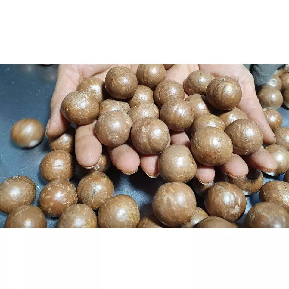 Ready To Eat Naturally Cracked Vacuum Bag 5kg Medium Size Roasted Dried Natural Taste Whole Macadamia Nuts
