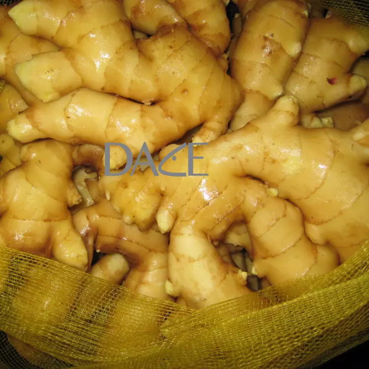 Fresh Ginger Freshginger New Arrival Fresh Ginger And Air Dried Ginger 2022 Crop Supply From Cao Bang Viet Nam