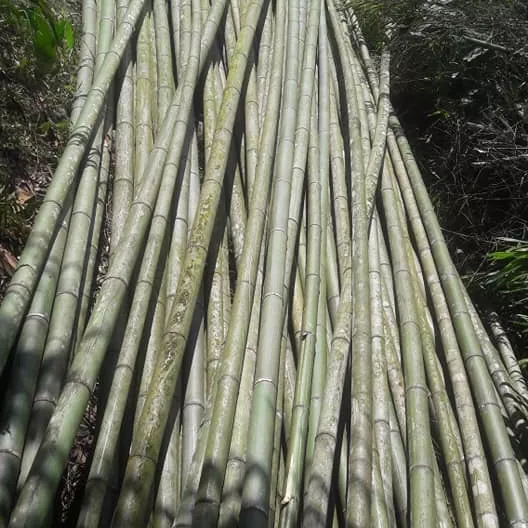 Raw bamboo poles straight from planted forest