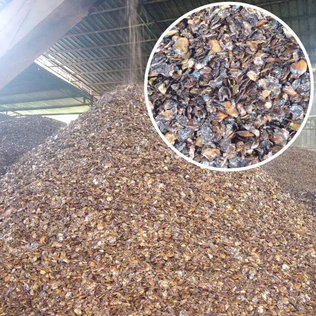 Hot Selling Extracted cashew nut shell from VietNam