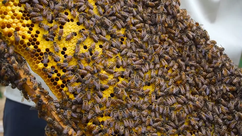 290Kg Vietnam 100% Purity Raw Bee Honey in Bright Yellow 5 Years Shelf Life 8% Diastase Activity