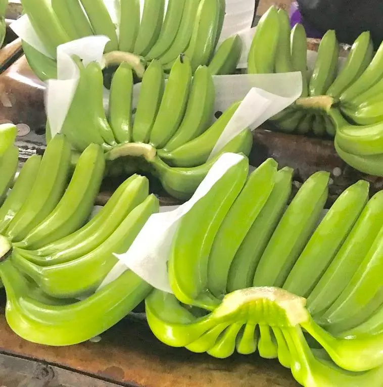 Best Price Viet Nam Cavendish Bananas for Export
