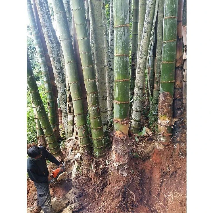 Giant bamboo tree