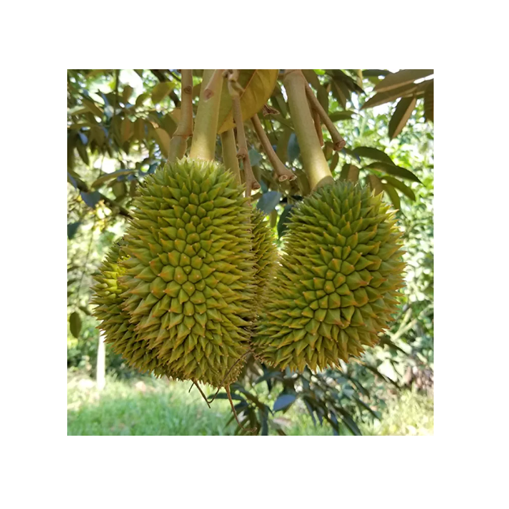 Wholesales Frozen Preservation Process Box Packing Common Cultivation Type Fresh Ri 6 Durian Export From Vietnam