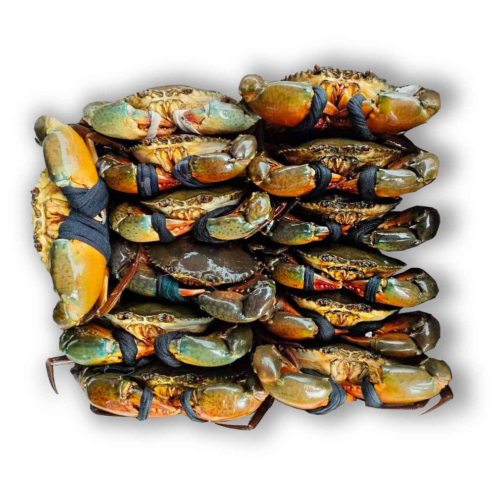 Wholesale Fresh Seafood from Vietnam High Quality Alive Sea Crab