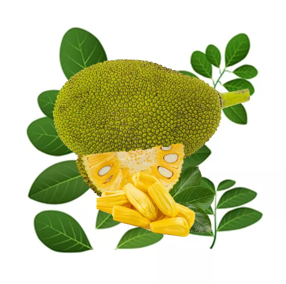 Best Quality Tropical Jackfruit Meat Fresh Fruit Organic Sweet Good Taste Made From Vietnam Proper Price
