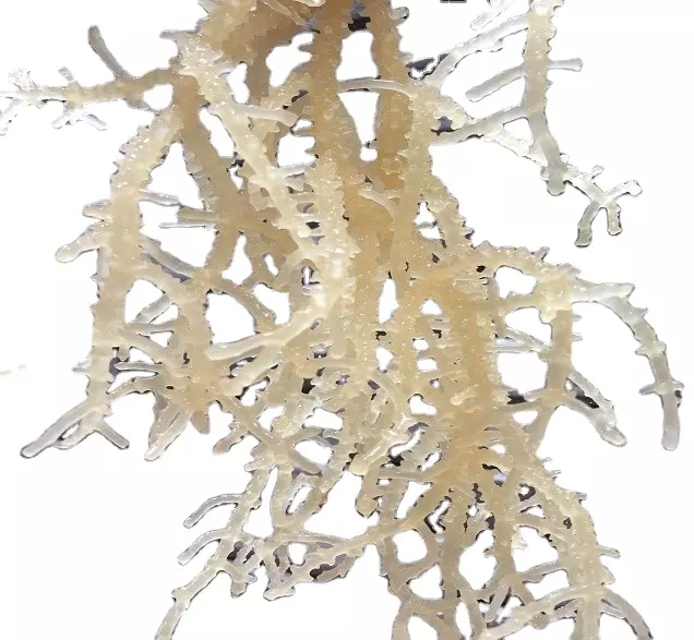 Dried Sea Moss - Best Selling Healthy Natural Delicious Dried White Sea Moss Good for Health made in Viet Nam