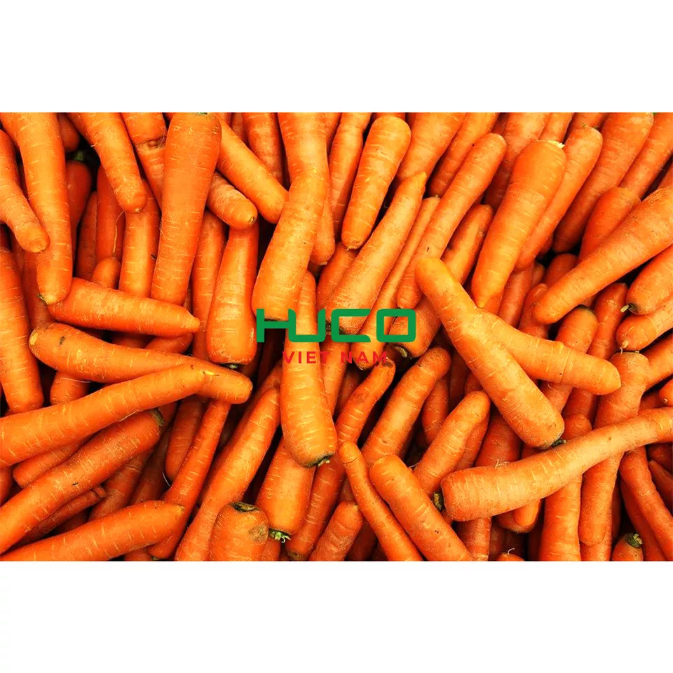 Carrot fresh vegetable new crop fresh carrot wash organic carrot frozen for export in bulk