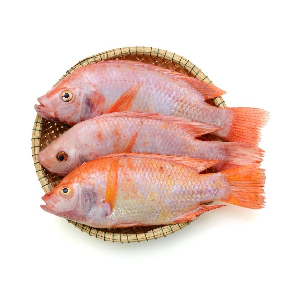 Frozen Red Tilapia Fish 100% Natural | Vietnam Food Export Products | IQF | Cheap Price | Frozen Fish 200g-500g