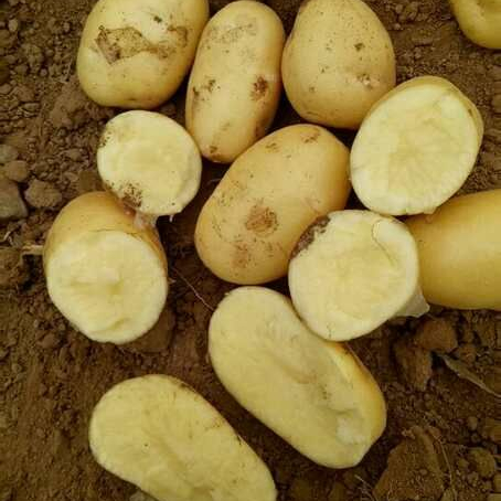Fresh Potato - best price for export year 2021