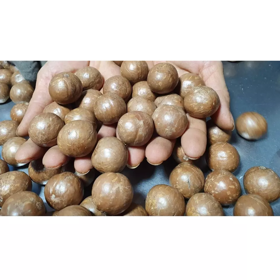 Ready To Eat Vacuum Bag 5kg Medium Size Roasted Dried Natural Taste Naturally Cracked Whole Macadamia Nuts