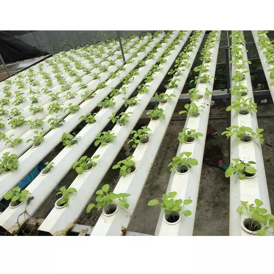 Green White 6 months Warranty High Quality Flexible Manufacturing Horizontal Hydroponic Vegetable Growing Equipment