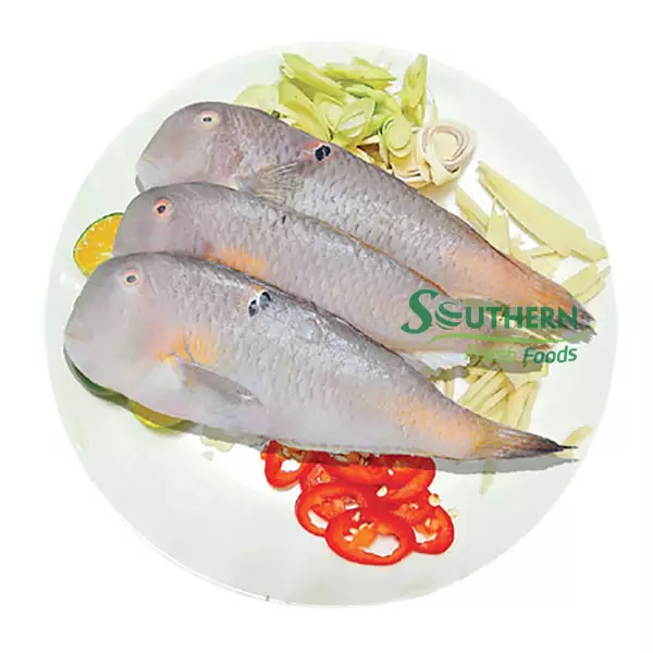 Storage shelf bulk style quality 2 years life seafood export Frozen Baby Parrot Fish WR Sea Fish Wild Caught SFF from Vietnam