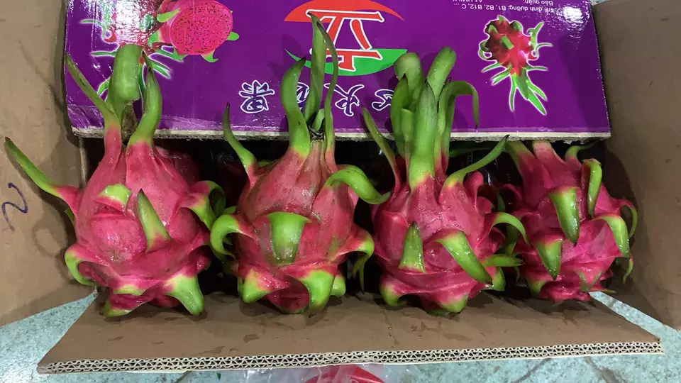 Fresh red dragon fruit made in Vietnam with high quality 2020