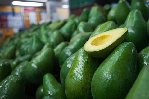 Vietnam avocado export to USA, EU, Korea, Japan Free tax - Wholesale High quality fresh and frozen avocado