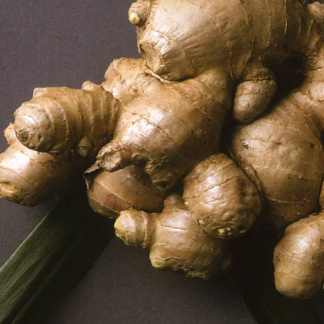 Fresh ginger for export edible organic sells with best price recent crops