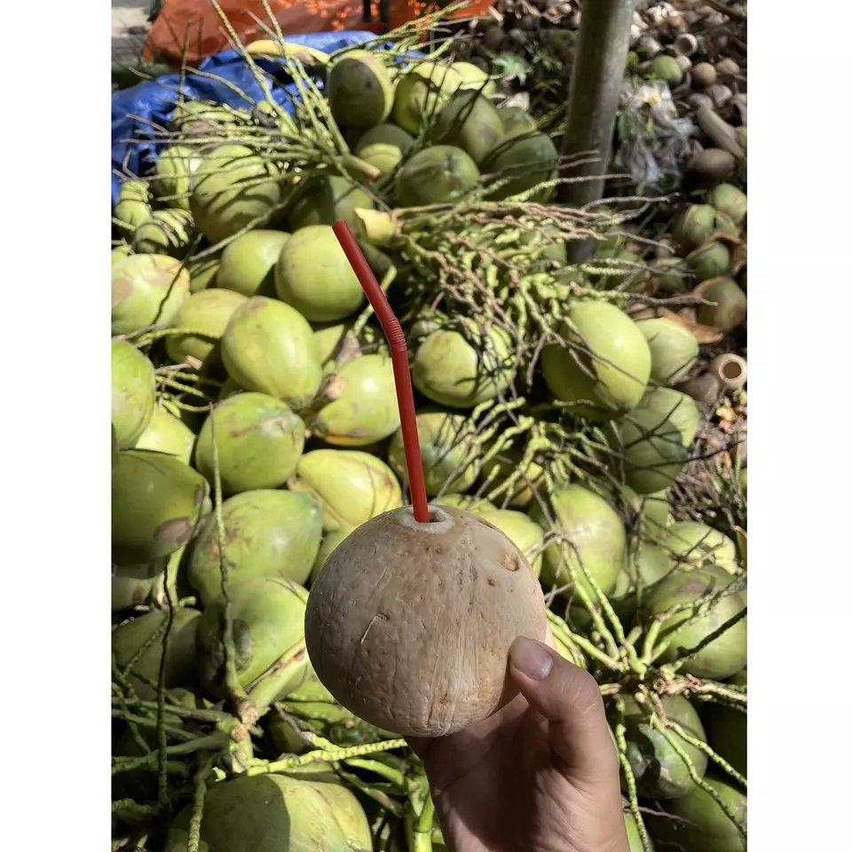 Diamond Shape Husk Type Liquid inside Young Green Sweet Taste Agriculture Fresh Coconut Grade B from Vietnam