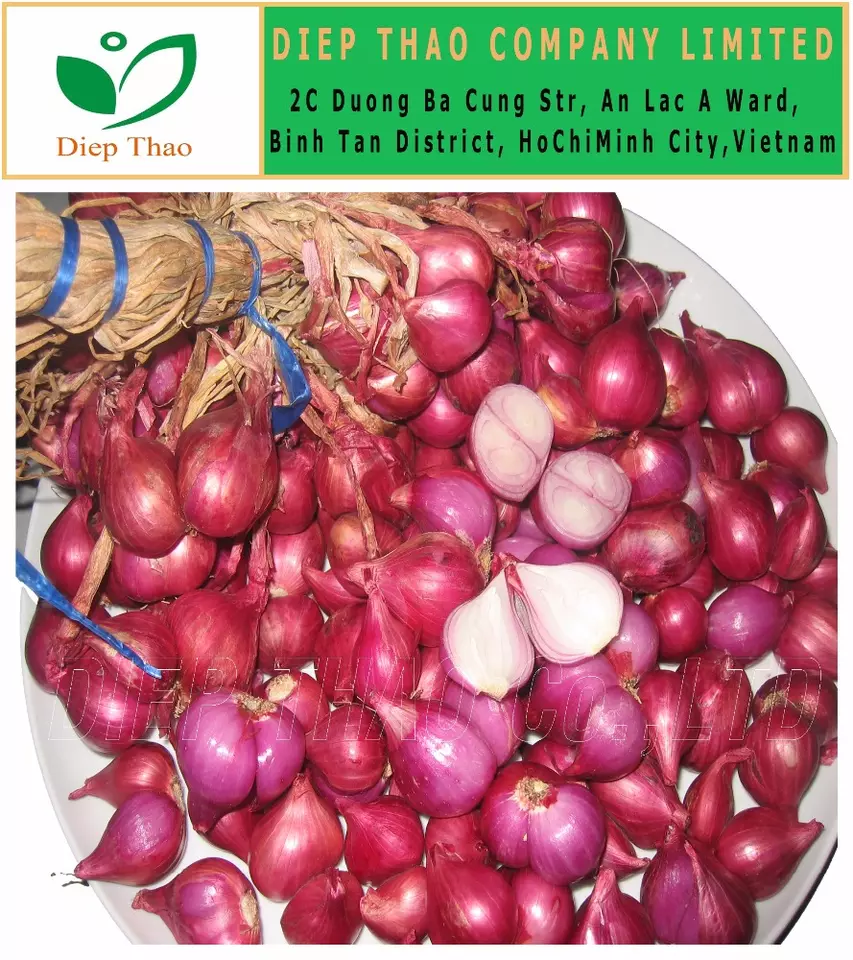 FRESH RED ONION/WHOLESALE FRESH ONION/ RED ONION EXPORT IN VIETNAM