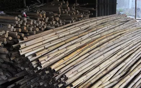 Bamboo Canes/ Bamboo Pole/ Raw Bamboo best price from Vietnam