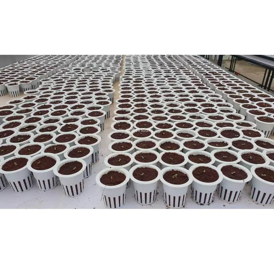 Garden Pots Planters Vietnam Wholesale Price Hot Selling White PE Coated Plastic Stray Seed Nursery for Farming