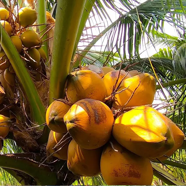 Malaysia Coconut Agriculture High Quality Best Brand Wholesaler Thien Phuc Company Tropical Natural Organic Fresh