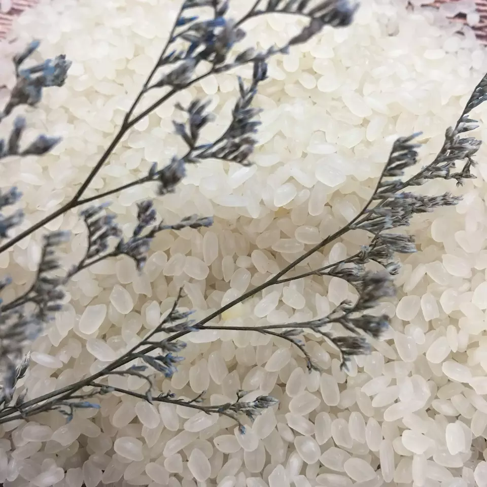 Vietnam Well mill and double polish F&B 5% Broken White Common Soft Texture AD Dried Style Calrose Round Grain Rice