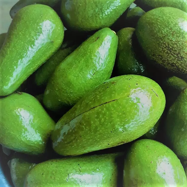 Vietnam Avocado fresh fruit- Premium, high quality, clean farming, VietGap, prestige, attractive price