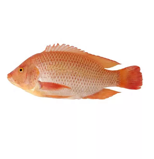 Vietnam Seafood High Quality Red Tilapia Frozen Tilapia For Sale