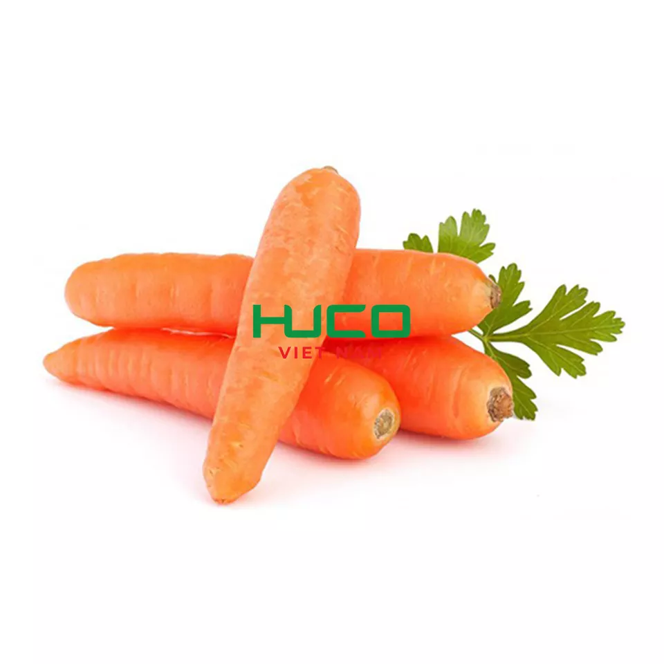Made in Vietnam carrot fresh vegetable new crop fresh carrot wash organic carrot frozen